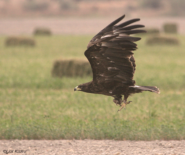 עיט צפרדעים  Greater Spotted Eagle   Aquila clanga                מעוז חיים,עמק בית שאן ,נובמבר 2007